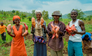 Kayonza-Mwiri: Farmers Regain Hope as KIIWP2 Facilitates Sweet Potato Production Growth