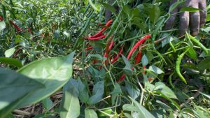 Kirehe: How professional farming is changing lives