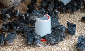 From 10 chickens to 600: A Rwandan farmer’s path out of poverty