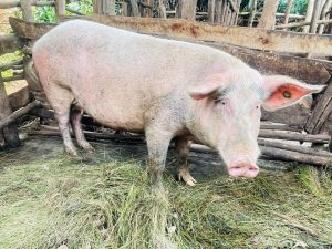 Huye: How pig farming became the foundation of one family’s progress through PRISM