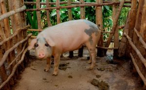Nyaruguru: Pig farming transforms the lives of formerly vulnerable families