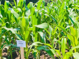 Rwandan maize farmers soon will receive GM maize seeds resistant to Nkongwa and fight hunger.