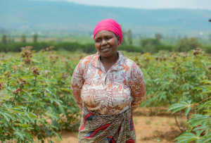 Kayonza: Women Farmers in Ndego Call for Irrigation to Sustain Gains from KIIWP2 Support