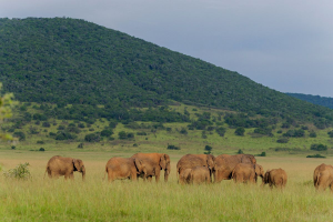 Akagera National Park generated over $1,300 million in Q1 of 2026