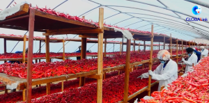 China’s zero-tariff policy transforms Rwanda’s chili farmers’ lives