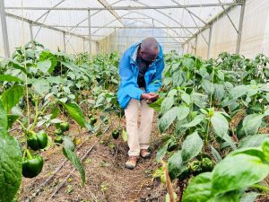 Greenhouse farmers finally get TEKANA insurance