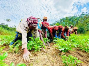 Rutsiro farmers say crop insurance protects them from climate losses