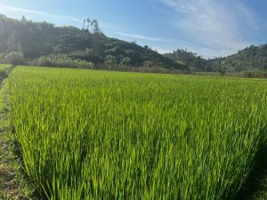 Nyamasheke: NAIS supports reformed agriculture for business and climate resilience