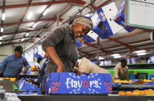 China’s zero-tariff policy to boost African export confidence and global trade stability, says industry leader