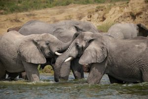 From drains to elephant guts: What elephant dung reveals about Uganda’s plastic crisis