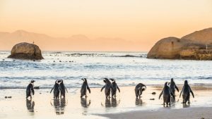 BirdLife International marks 15-year milestone of protecting Africa’s vital sites