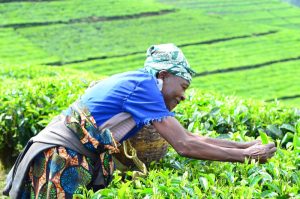 Bitter Harvest: How East Africa’s tea pickers pay the price for climate change