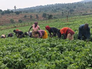 Rwamagana district sees irrigation as a driver of rural economic growth