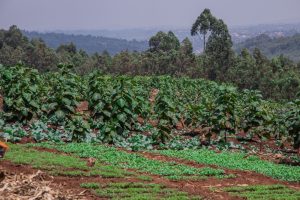 How irrigation is turning Catholic University of Rwanda’s farm into a fruit production hub