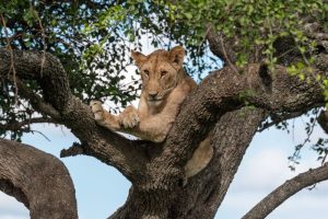 How wildlife conservancies perpetuate green colonialism in Kenya