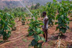 How irrigation is turning Catholic University of Rwanda’s farm into a fruit production hub