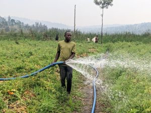 How access to irrigation helped a Nyagatare farmer more than double his tomato income