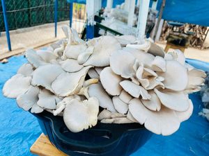 How mushroom farming is helping Nyamagabe families fight malnutrition and generate income