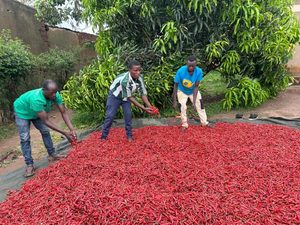How CDAT is helping Nyagatare youth turn horticulture into a business