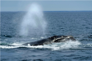Trump administration moves to gut a core endangered species protection