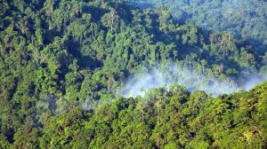 Forest Stewardship Council (FSC) launches new forest management requirements for Liberia