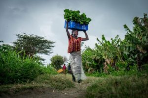Agroecology can raise yields, cut costs, and strengthen climate resilience across Africa, a new ActionAid study reveals.