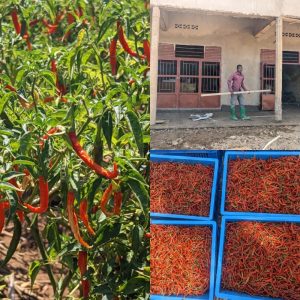 How a Bugesera chili farmer built an RWF 15 million property from farming income