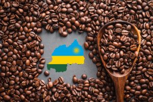 Rwandan specialty coffee marks a record 1 kg cost of approx. $480