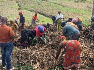 How compost making is helping Muhanga women farmers boost vegetable production