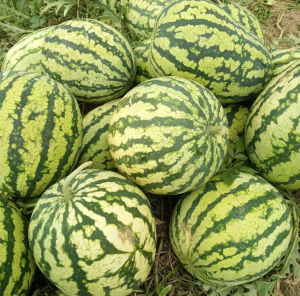 Ruhango farmers look to vegetables and fruits to increase incomes