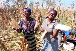 Quality seed must reach every farmer to drive Africa’s agricultural transformation
