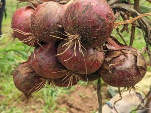 Rulindo farmers share lessons in turning agriculture into a profitable business