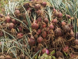 Gisagara farmers quadruple onion harvest with improved seeds