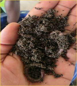 East African Countries Adopt Common Biopesticide Rules to Improve Farmers’ Access to Safer Crop Protection