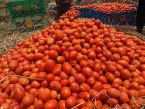Improved tomato seeds raise production for Ruhango farmers