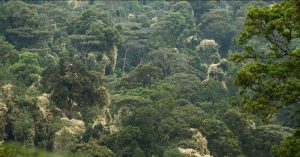 Where Every Season Tells a Story: Nyungwe 2026